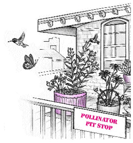 Potted pollinator plants