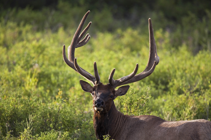 Elk