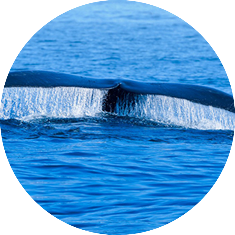 right whale tail