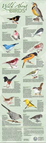 Wild About Birds 2
