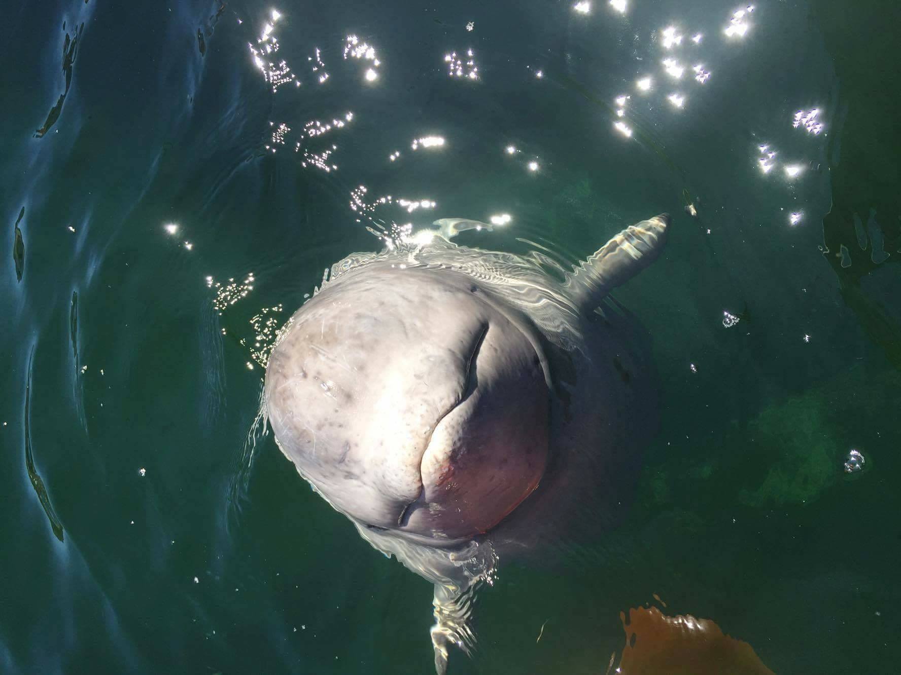 beluga whale