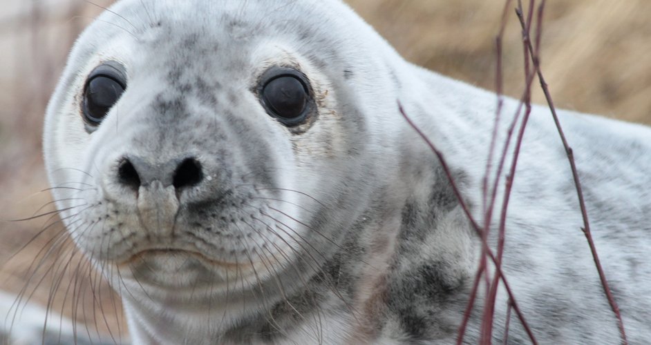 grey seal