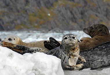 harbour seal