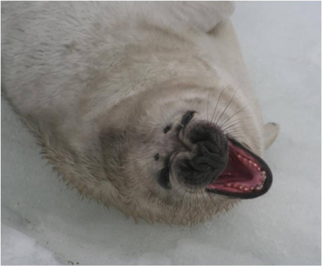harp seal