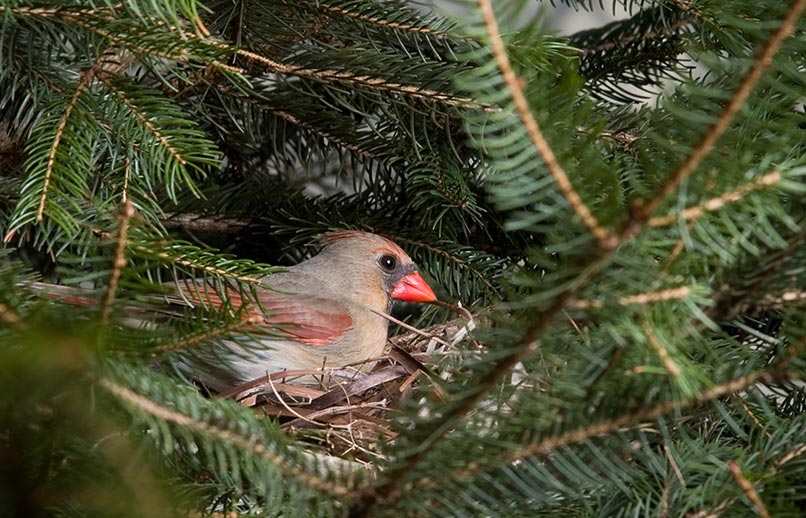 Federation Canadienne De La Faune Sept Facons D Attirer Les Cardinaux Dans Votre Arriere Cour