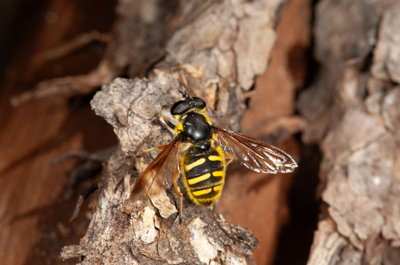 Sericomyia-chrysotoxoides