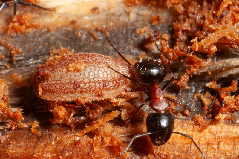 Microdon Ant Fly larva