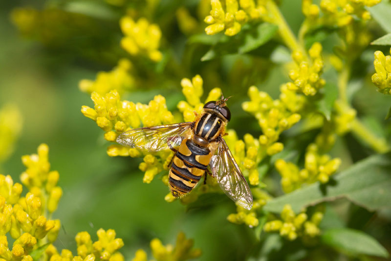 Helophilus fasciatus
