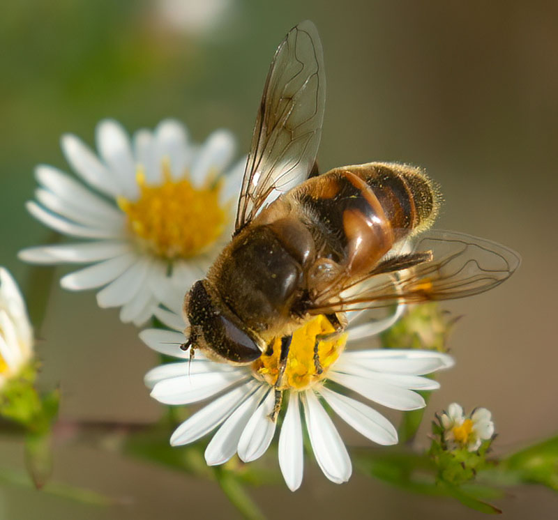 Helophilus fasciatus