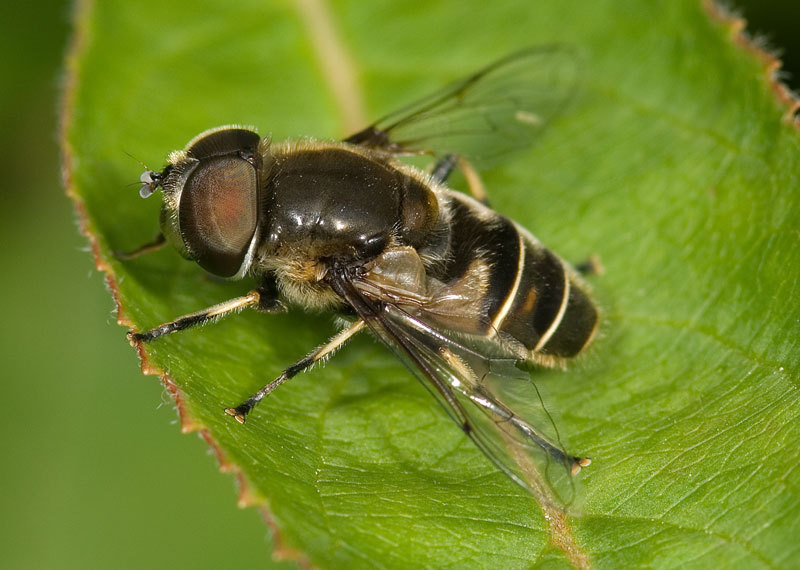 Eristalis dimididata