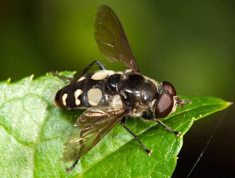 Sericomyia lata