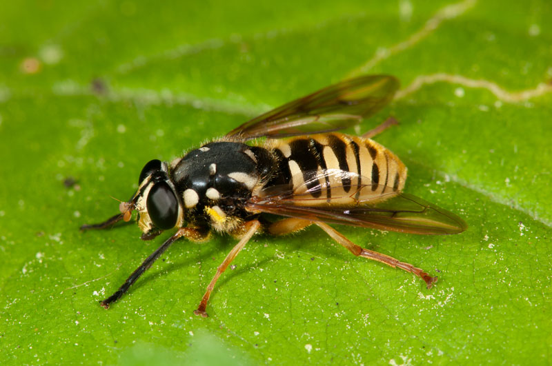 Temnostoma alternans