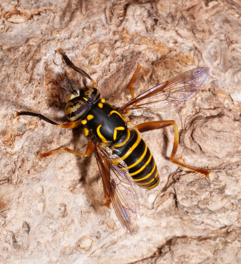 Spilomyia longicornis