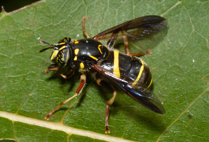 Spilomyia sayi