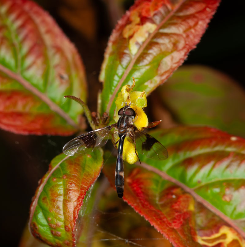 Ocyptamus fascipennis