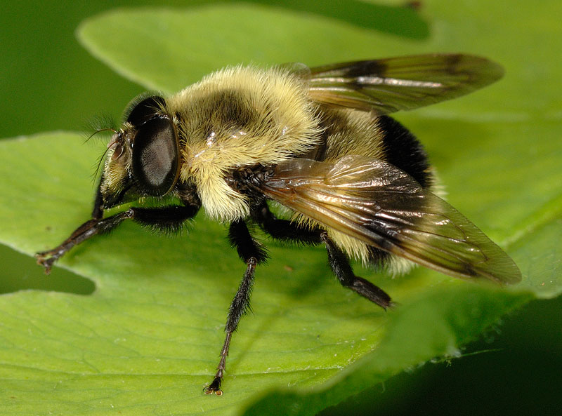 Volucella bombylans