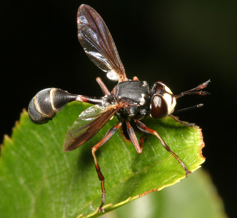Conopidae Physocephala