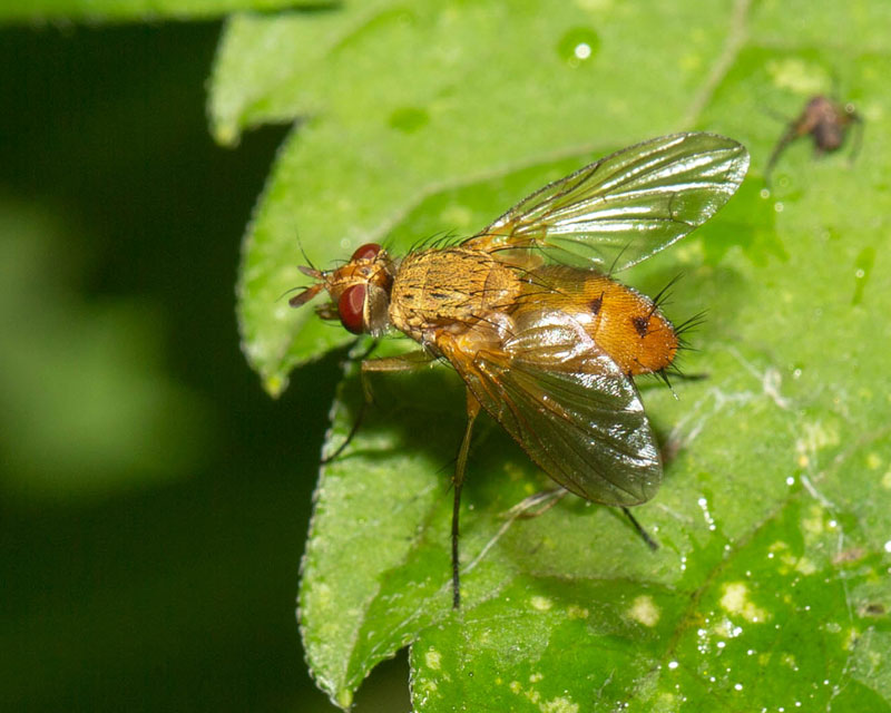 Tachinidae