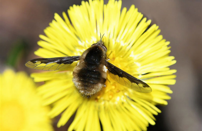 Bombyliidae Bombylius major