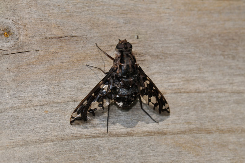 Bombyliidae Xenox tigrinus