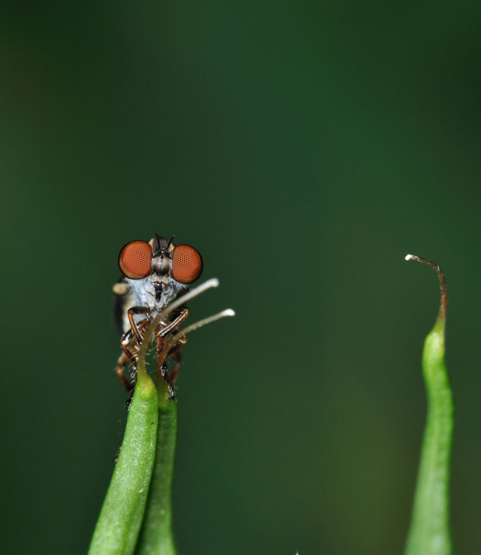Asilidae Holcocephala frontal