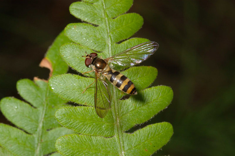 Meliscaeva cinctella