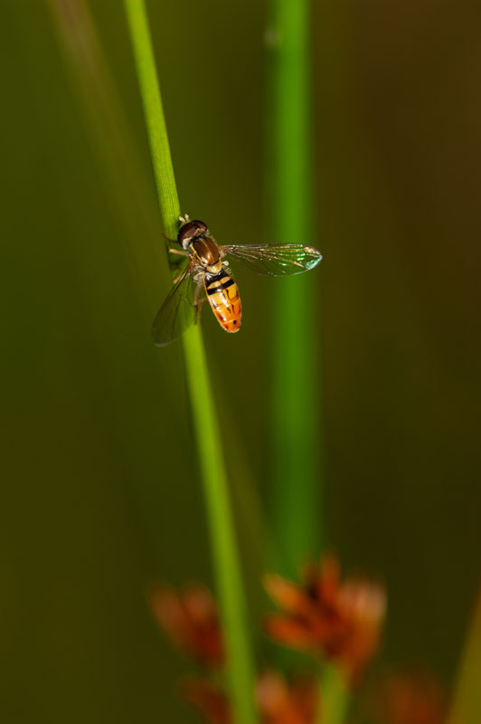 Toxomerus marginatus