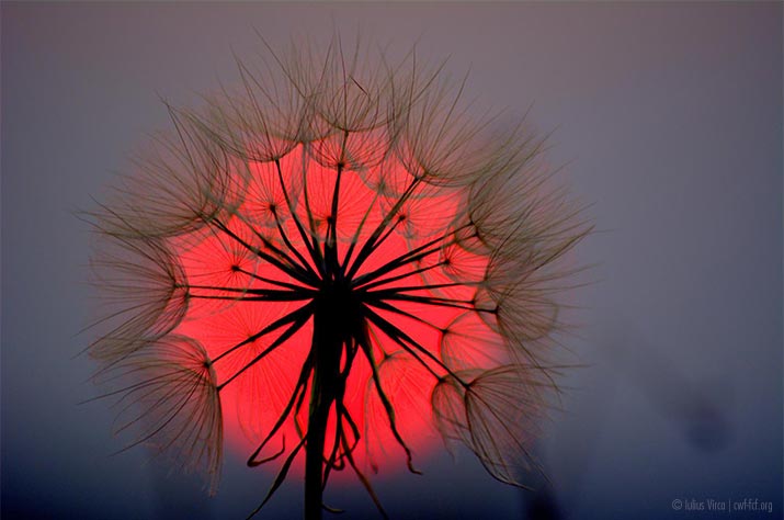 Dandelion at dusk