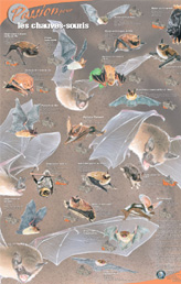Passion pour les chauves-souris