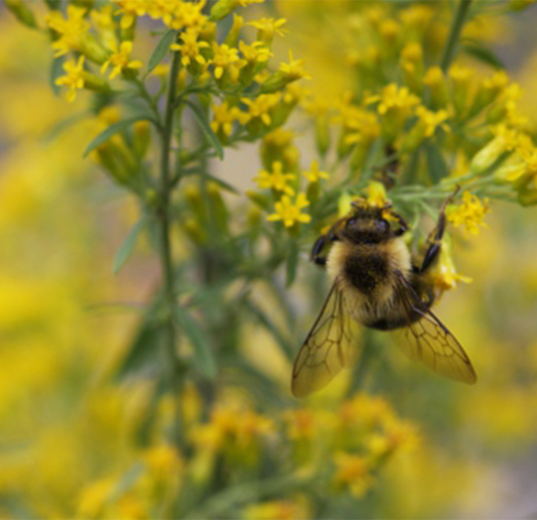 Canadian Wildlife Federation Buy The Cwf Medallion Plant Collection