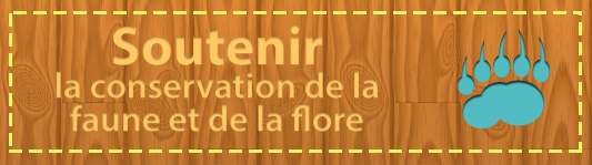 Support Wildlife Conservation Today