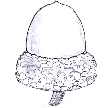 acorn.jpg