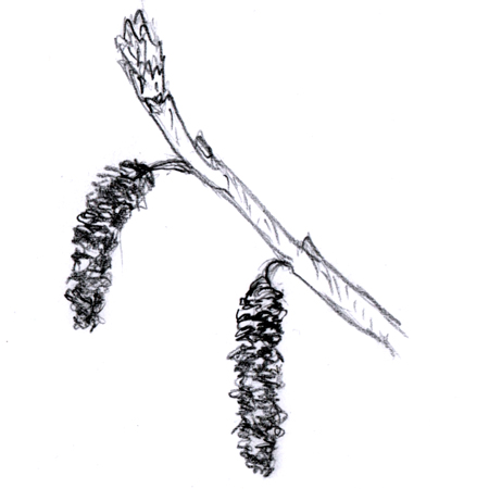 catkin.jpg