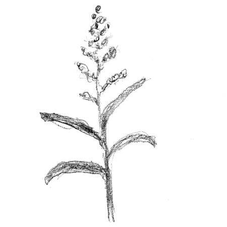 panicle.jpg