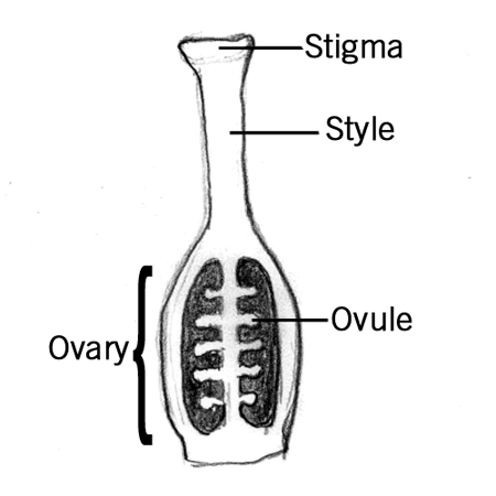 pistil.jpg