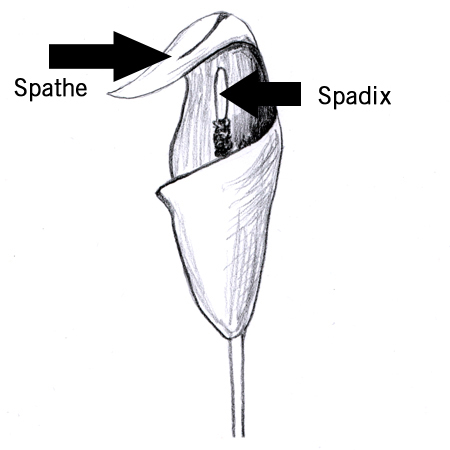 spatheandspadix.jpg