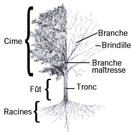 tree_fr.jpg