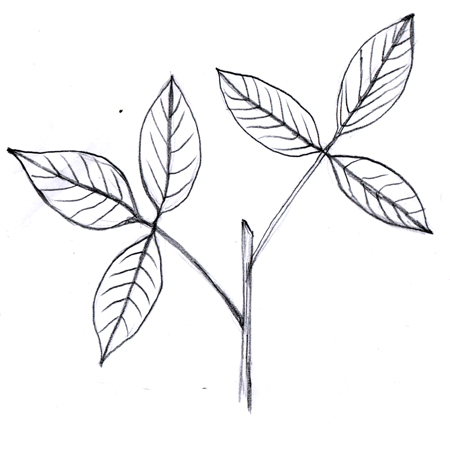 trifoliate.jpg