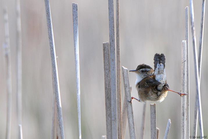 Wren sitting in the reeds