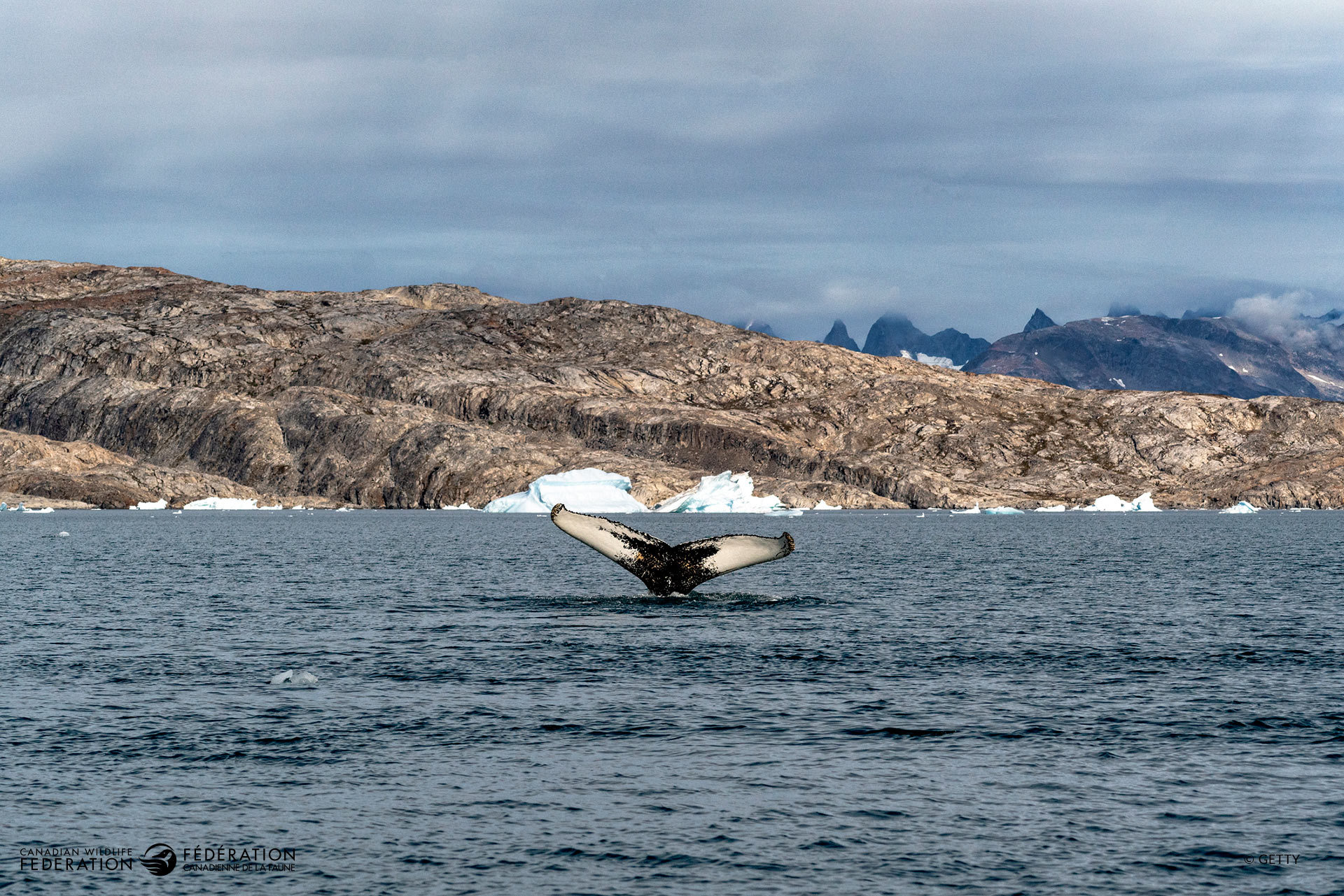 North Atlantic Right Whale near Greenland