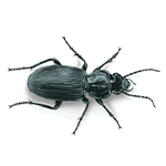 ground beetle