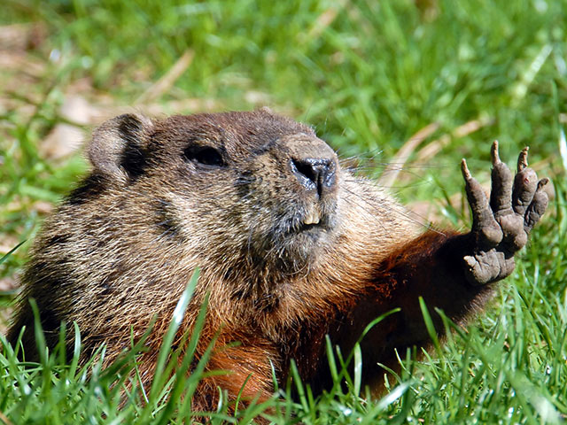 groundhog-funny-mammal-grass