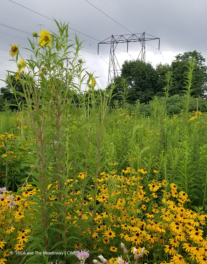 meadow flowers