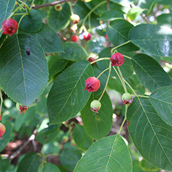 serviceberry