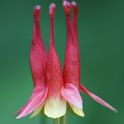aquilegia canadensis eastern wild columbine
