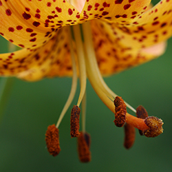 michigan lily
