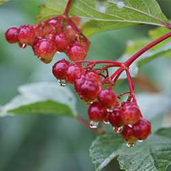 highbush cranberry