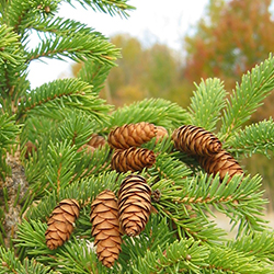 wild spruce cones