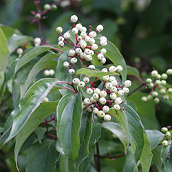 cornus rasemosa grey dogwood