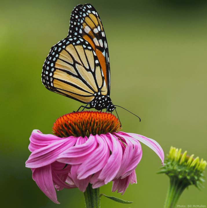 monarch on flower